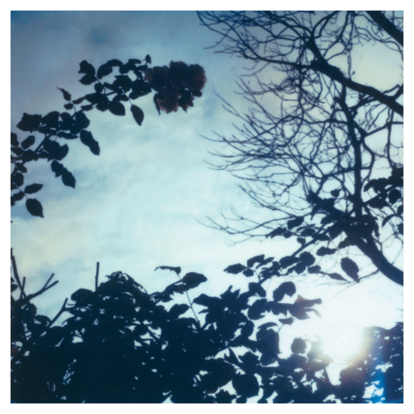 PILLOW (LUCA DI MIRA) - Flowing Seasons